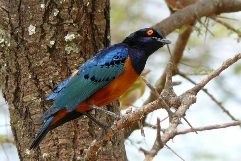 colorful bird on tree branch