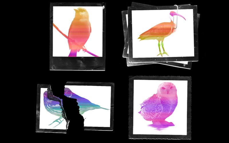 colorful bird photos