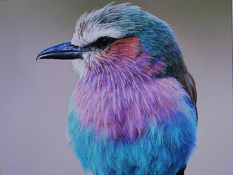 colorful bird portrait