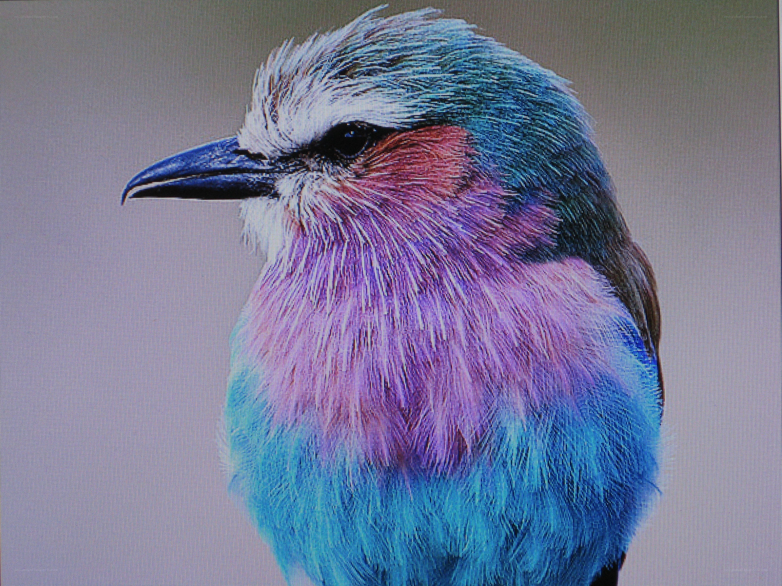 colorful bird portrait
