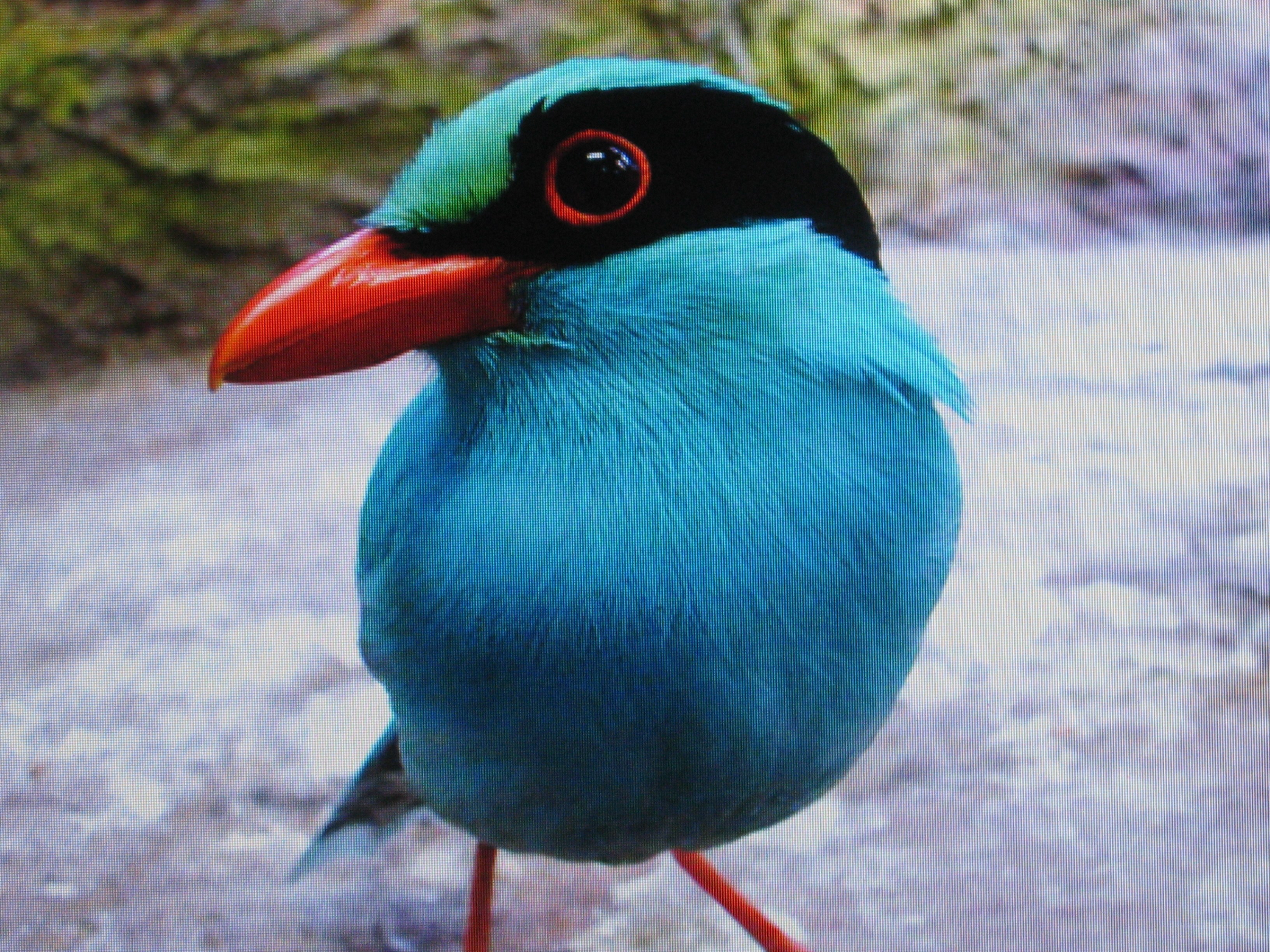 colorful bird with blue feathers