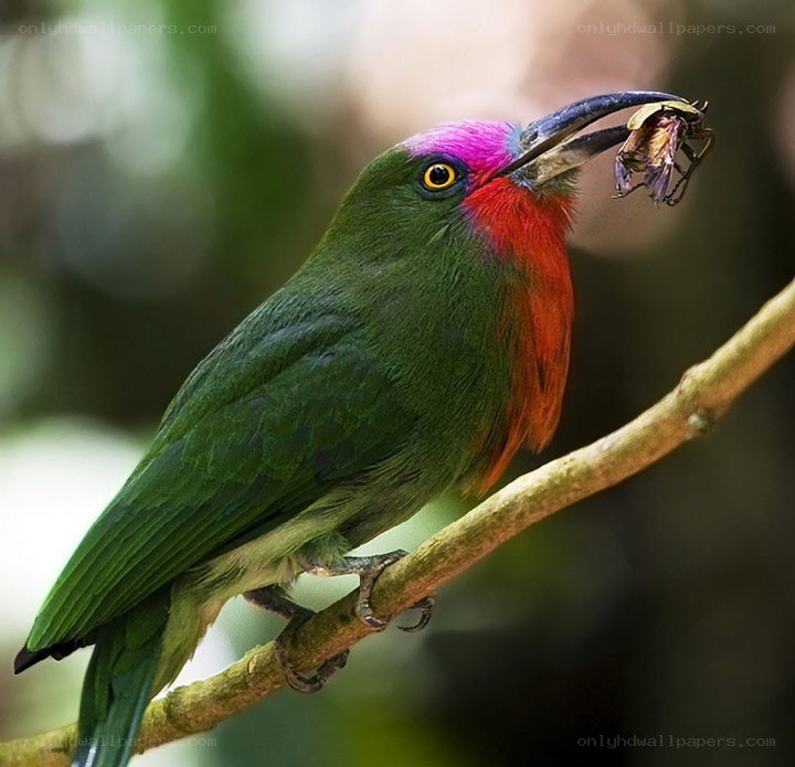 Colorful bird with insect