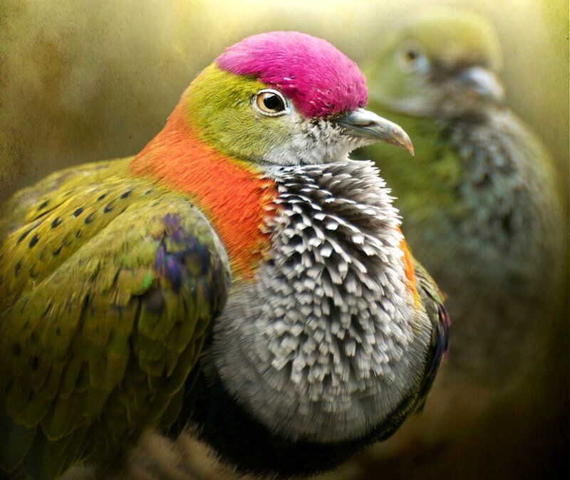 Colorful Bird with Pink Head — Green