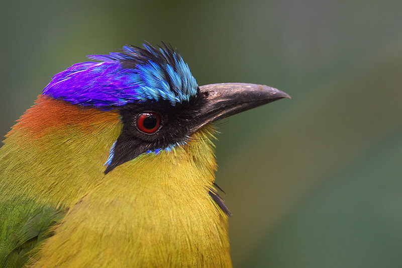 Colorful Bird with Purple Crest