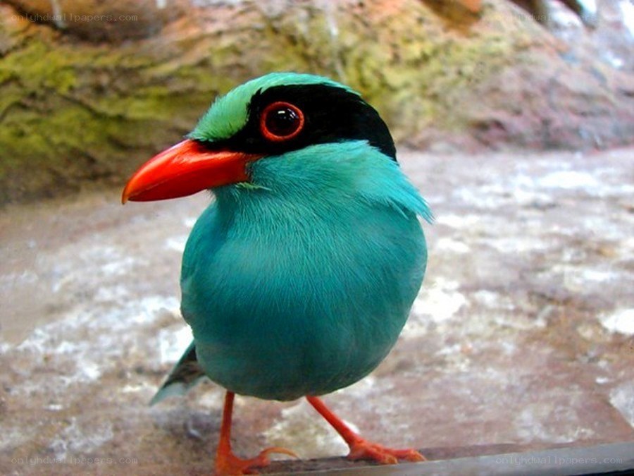 colorful bird with red beak