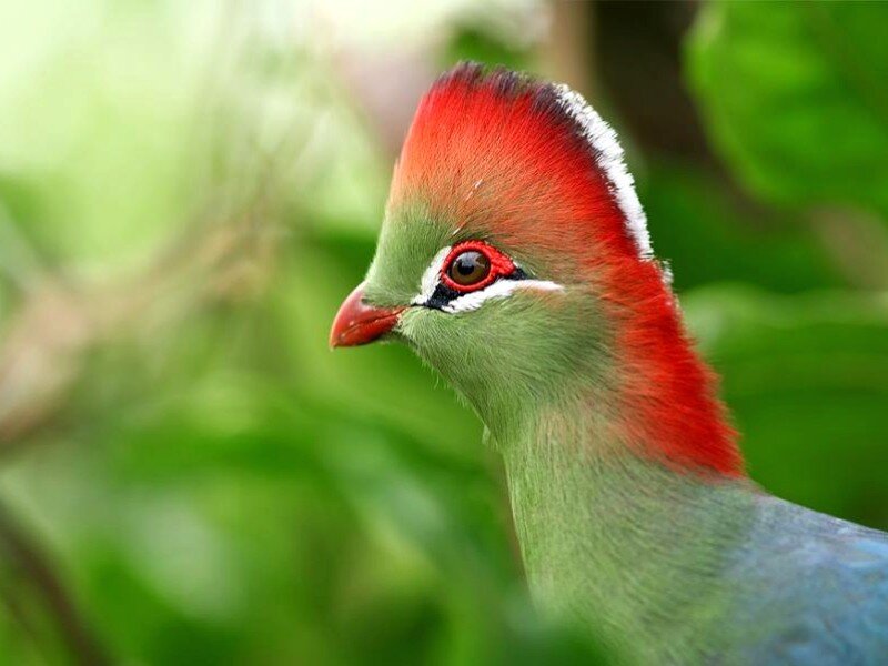 colorful bird with red crest