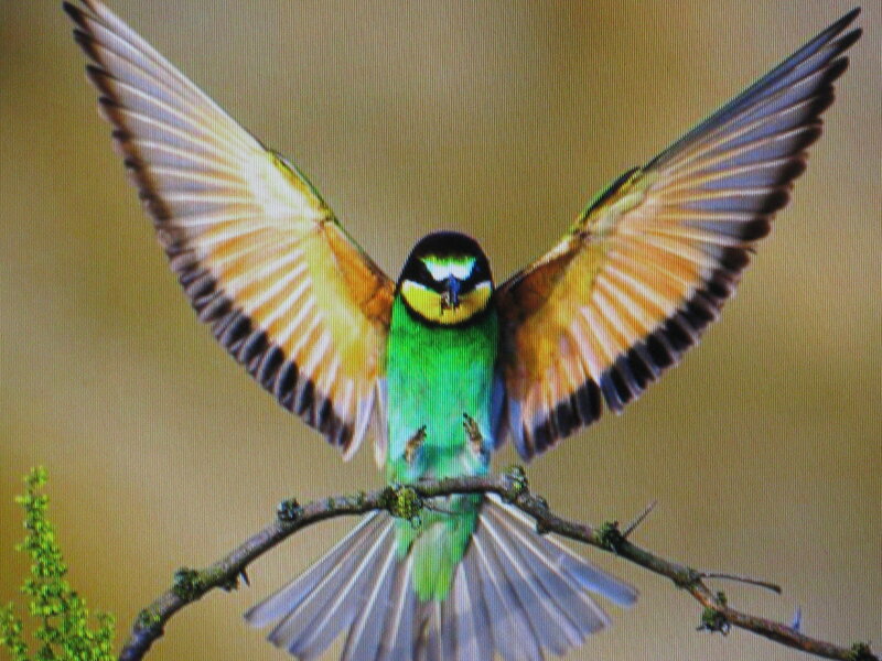 colorful bird with spread wings