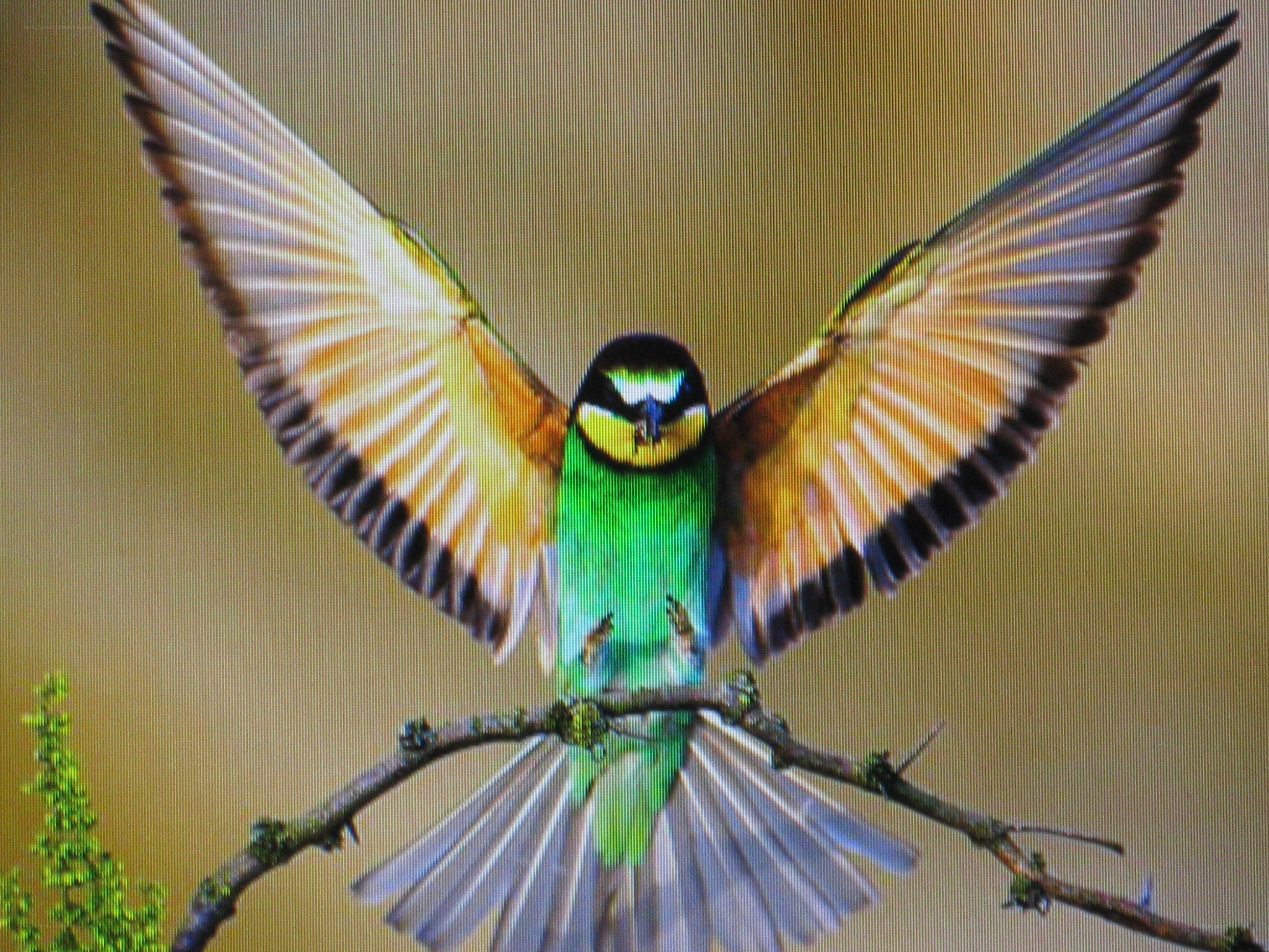 colorful bird with spread wings