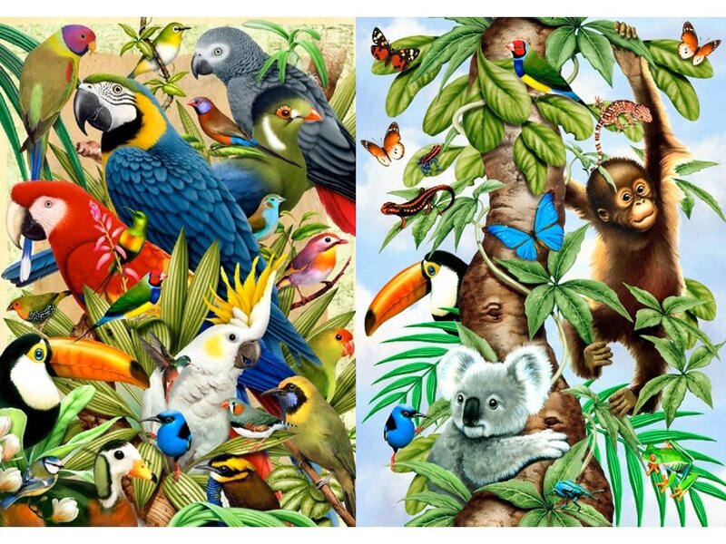 Colorful Birds and Animals