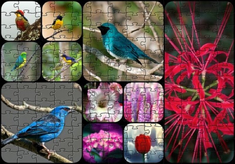 Colorful Birds and Flowers — Blue, Vibrant