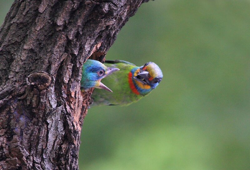 Colorful birds at tree nest
