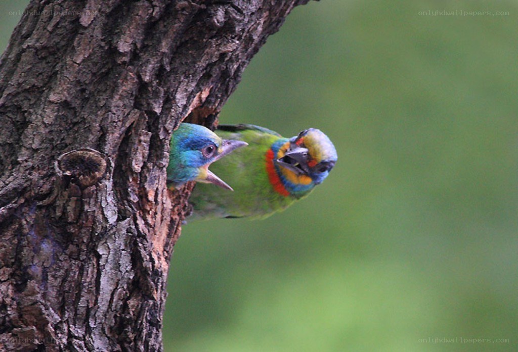 Colorful birds at tree nest