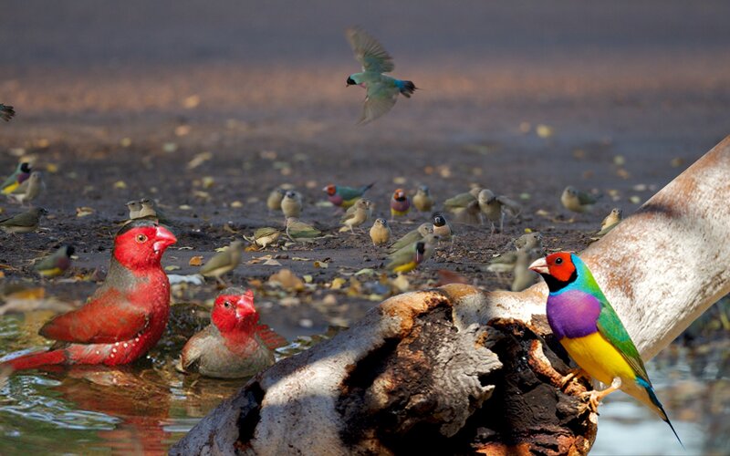 Colorful Birds at Water