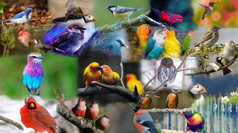 Colorful Birds Collage — Blue