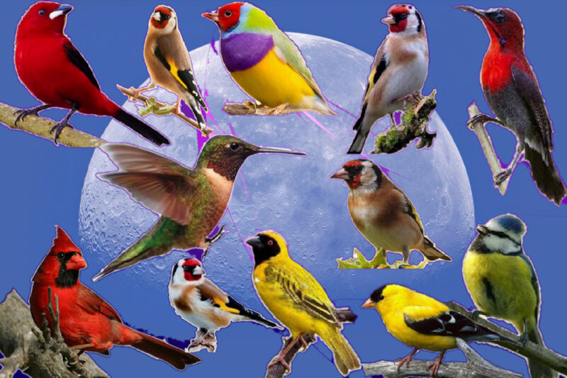 Colorful Birds Collage — Blue, Vibrant