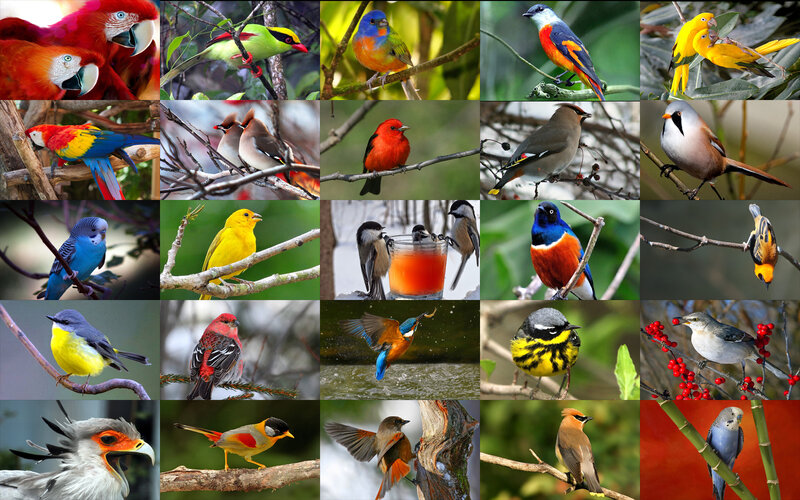 Colorful Birds Collage