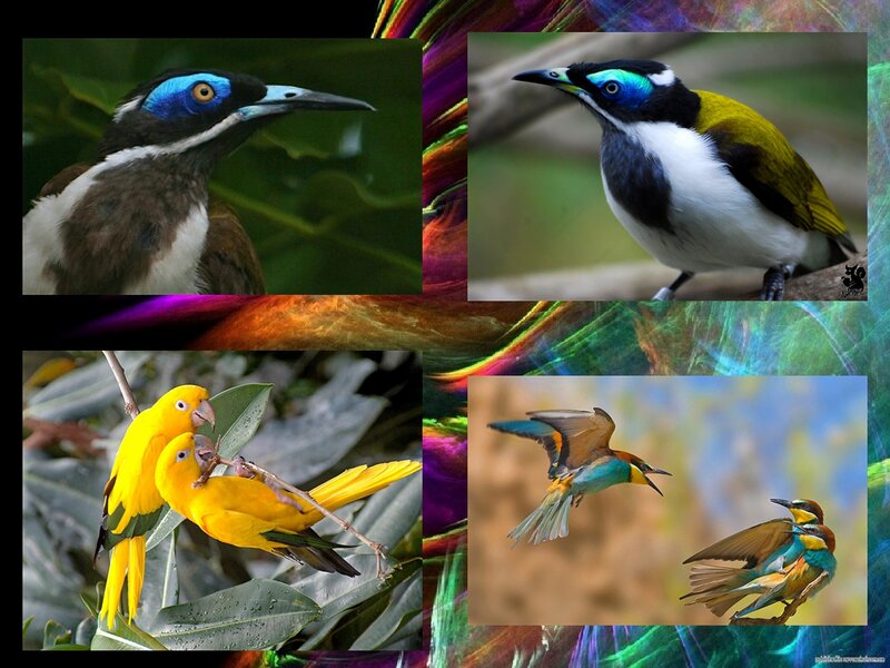 Colorful Birds Collage — Yellow