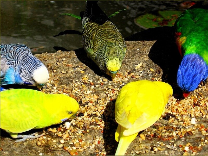 Colorful birds eating seeds