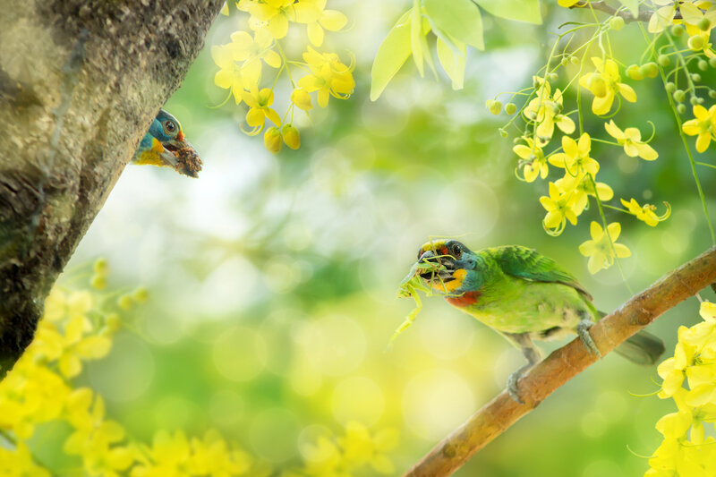 Colorful Birds Feeding