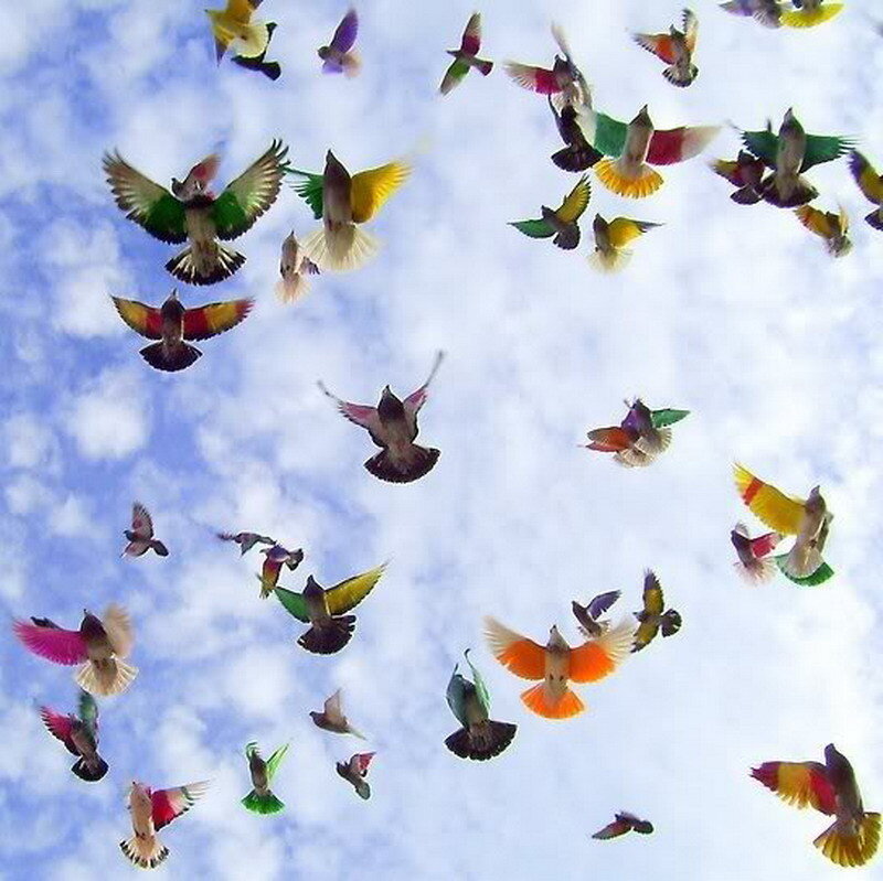 colorful birds in flight