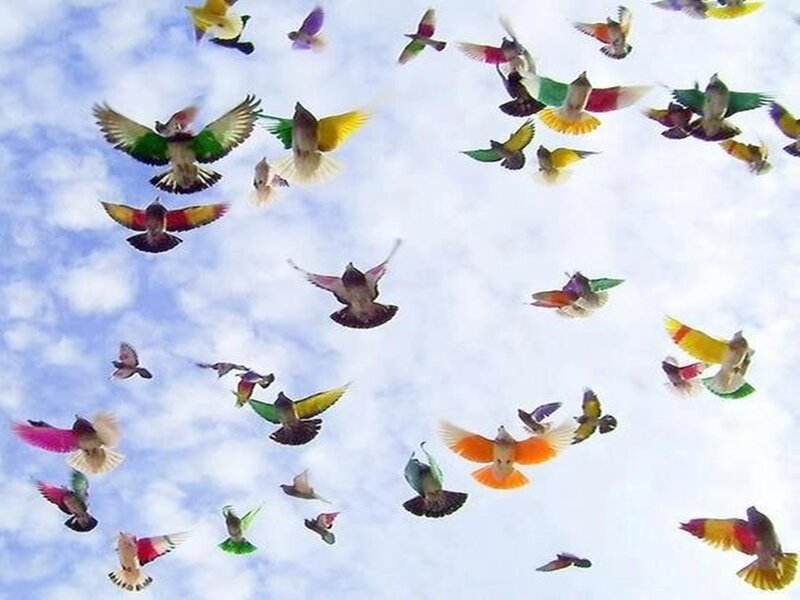 Colorful Birds in Flight — Blue