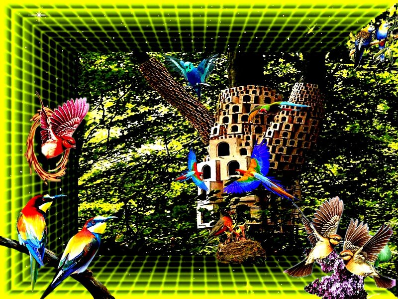 Colorful Birds in Forest