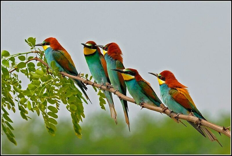 colorful birds on a branch