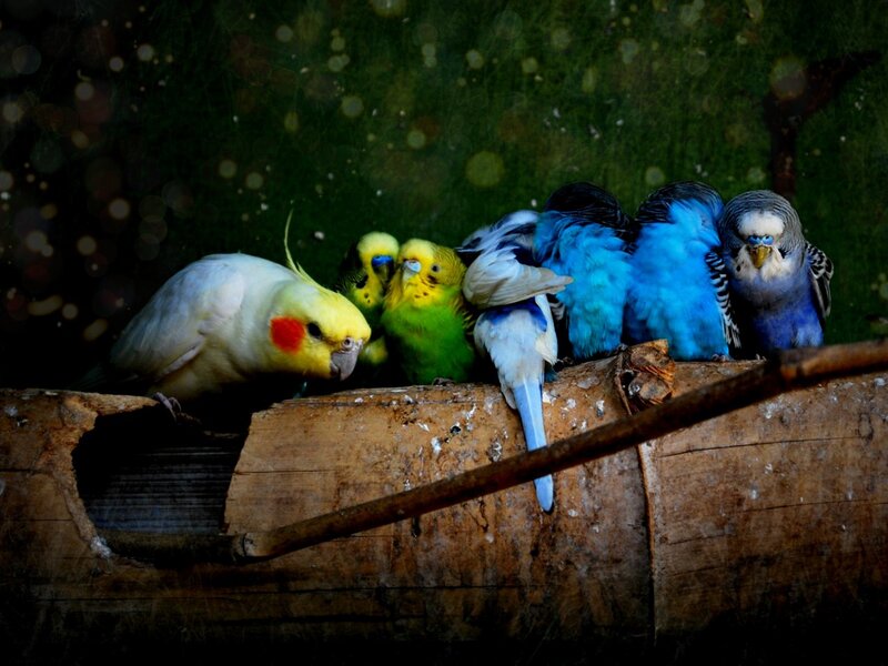 Colorful birds on a log