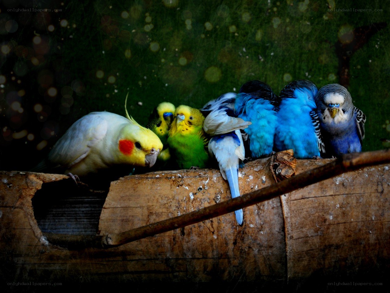 Colorful birds on a log