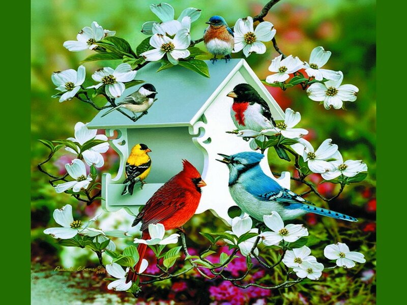Colorful Birds on Birdhouse
