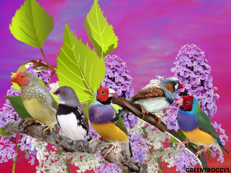 Colorful Birds on Branch — Purple