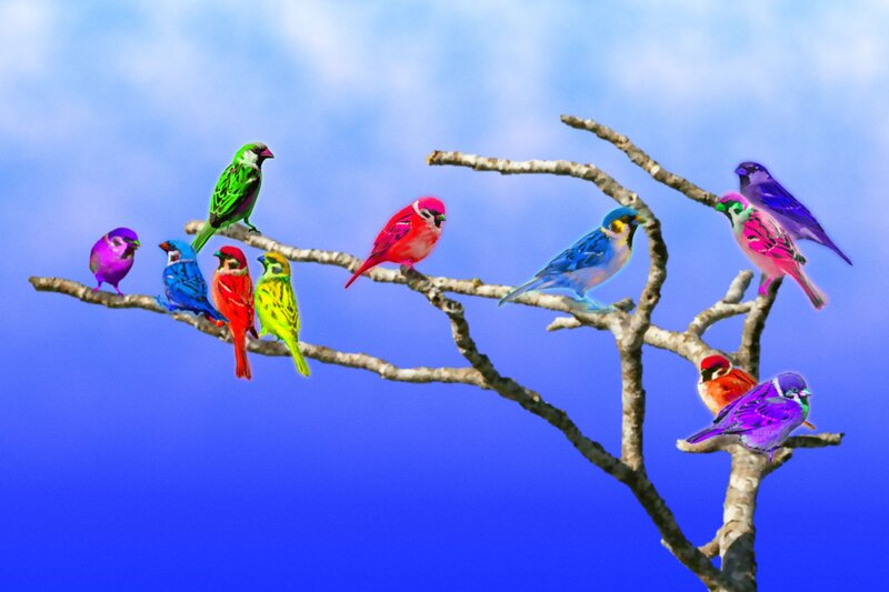 Colorful Birds on Branch
