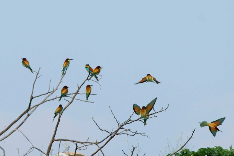 Colorful Birds on Branches — Blue, Calm, Afternoon