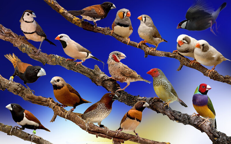 Colorful Birds on Branches — Blue, Calm, Photograph