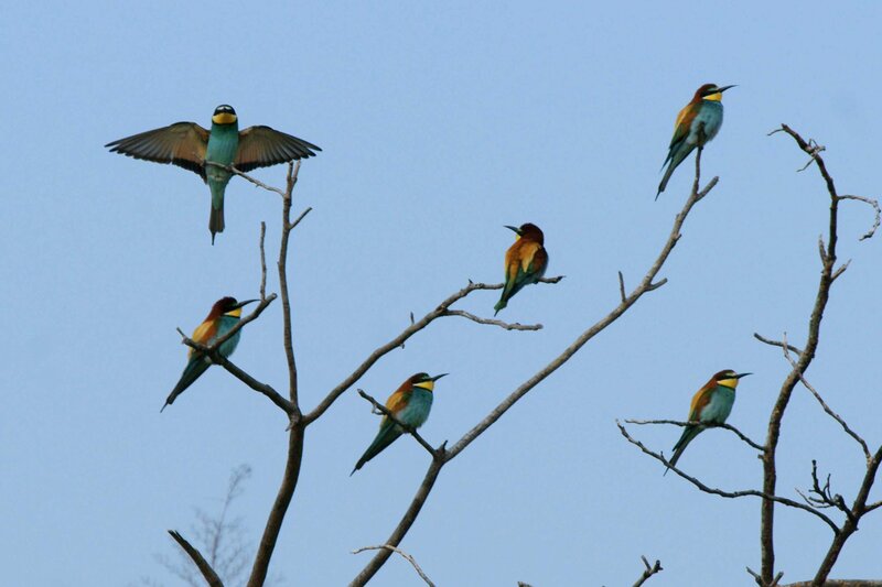 Colorful Birds on Branches — Blue, Calm