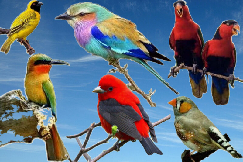 Colorful Birds on Branches — Blue, Vibrant