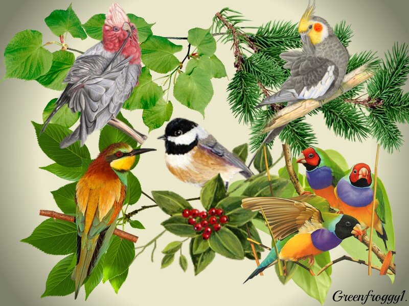Colorful Birds on Branches — Green, Calm