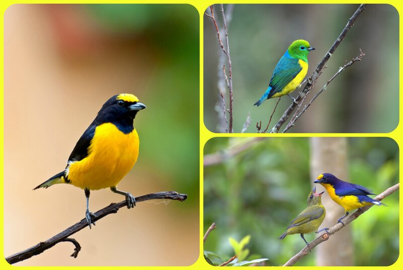 Colorful Birds on Branches — Yellow