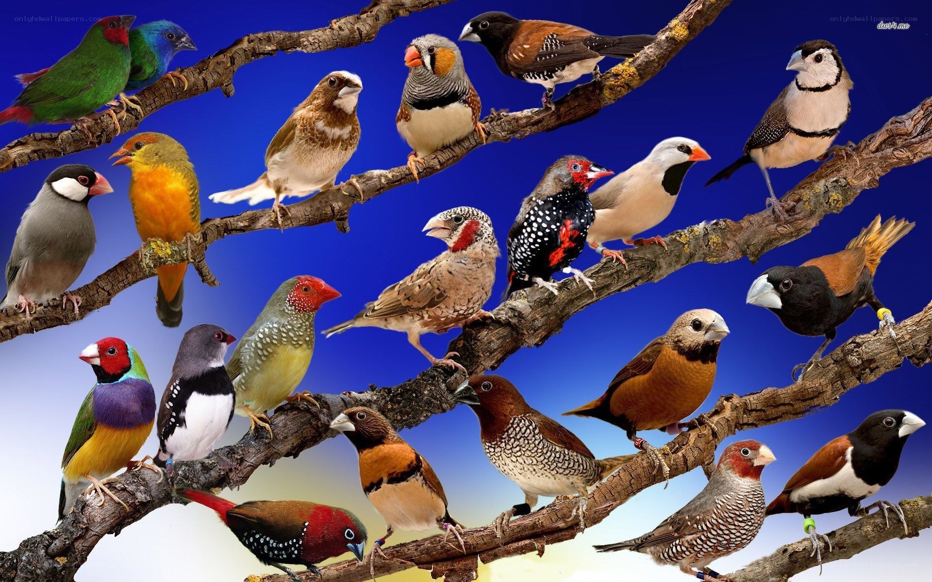 Colorful birds on branches