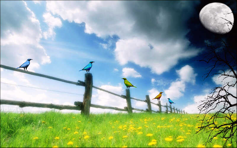Colorful Birds on Fence