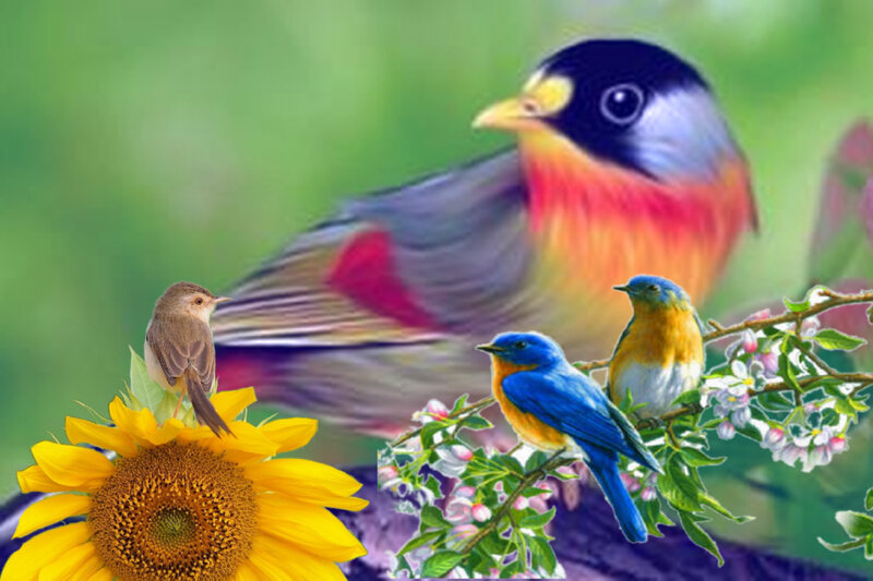 Colorful Birds on Flowers