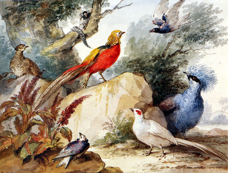 Colorful Birds on Rocks