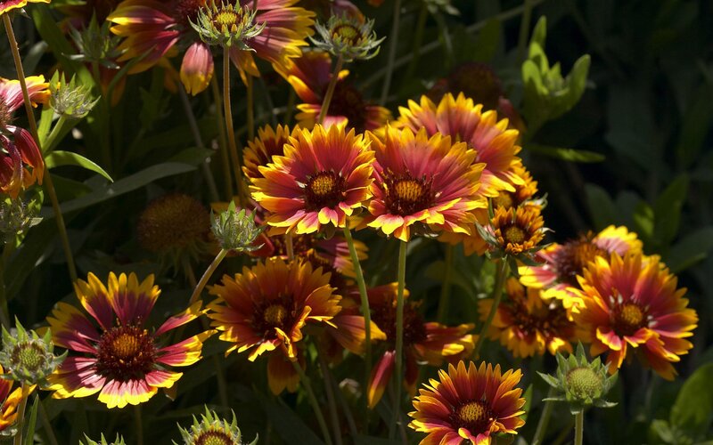 Colorful blanket flowers in bloom