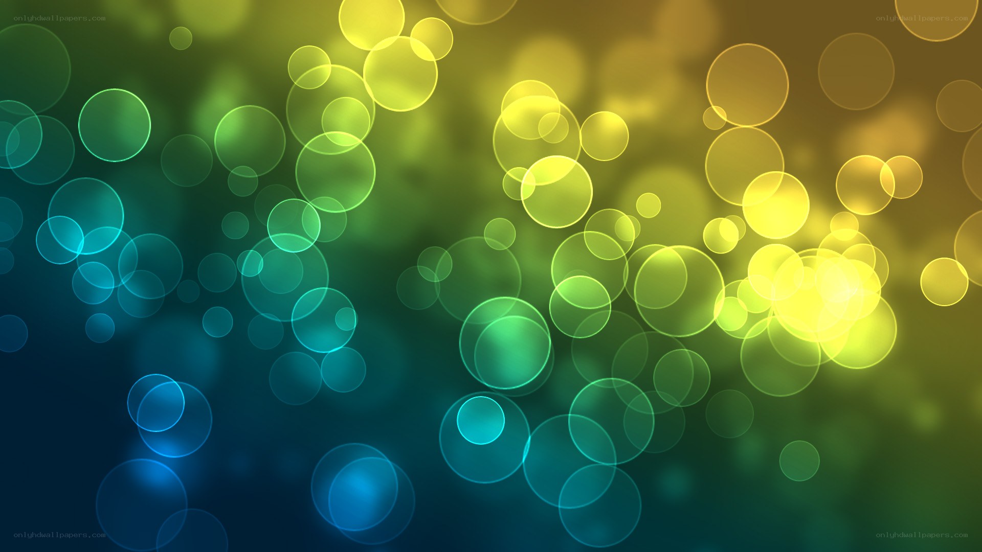 colorful bokeh light circles