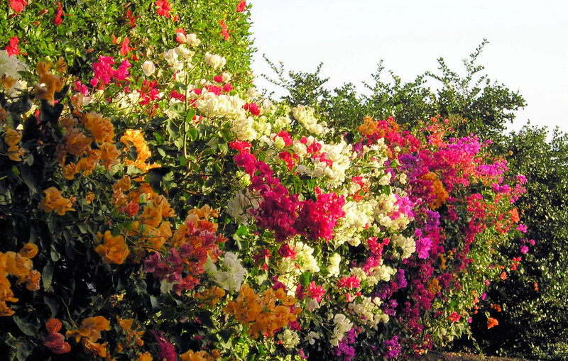 Colorful Bougainvillea Bush