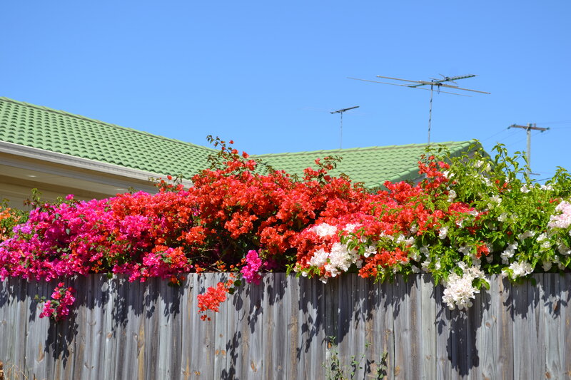 Colorful Bougainvillea Flowers — Pink