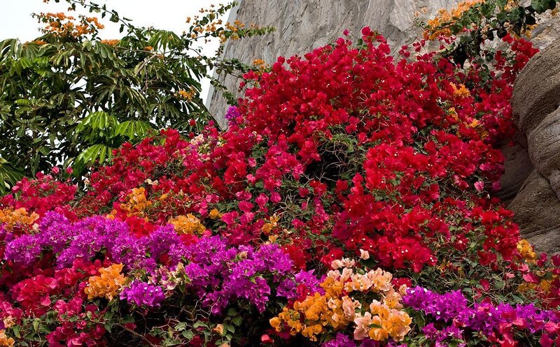 Colorful bougainvillea flowers