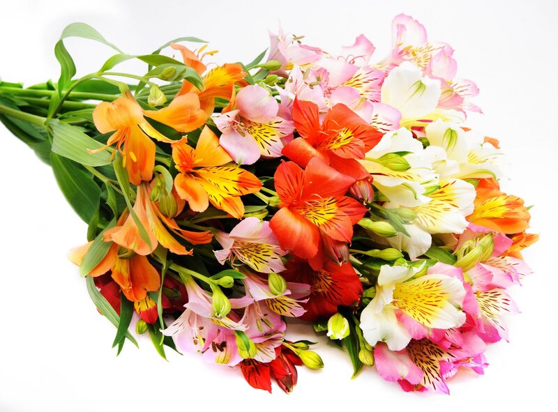 Colorful bouquet of alstroemeria flowers