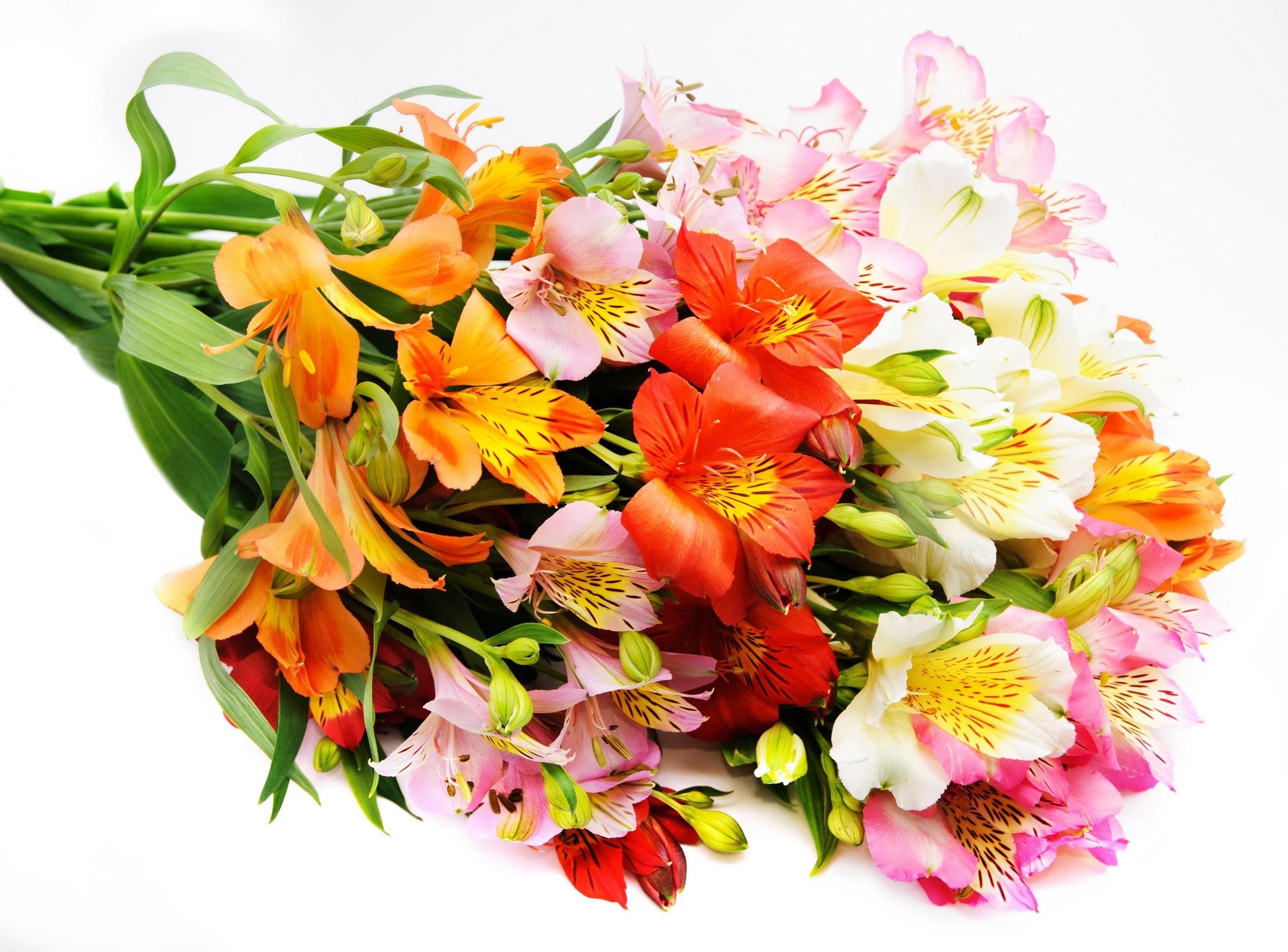 Colorful bouquet of alstroemeria flowers