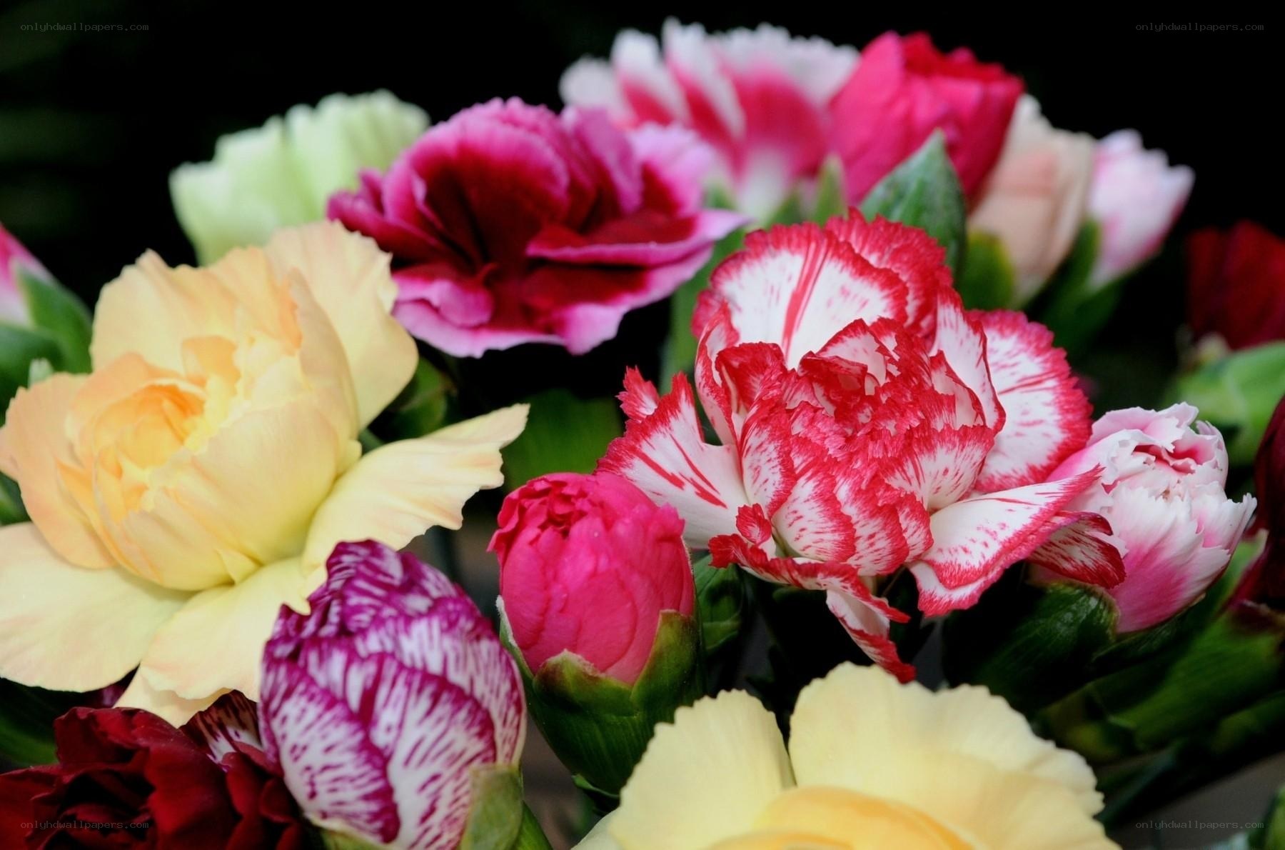 Colorful bouquet of carnations